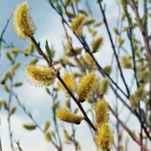 Velikonoční týden