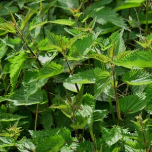 Jarní zázrak – kopřiva