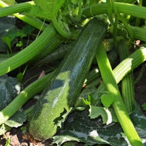 Cuketa v našem jídelníčku